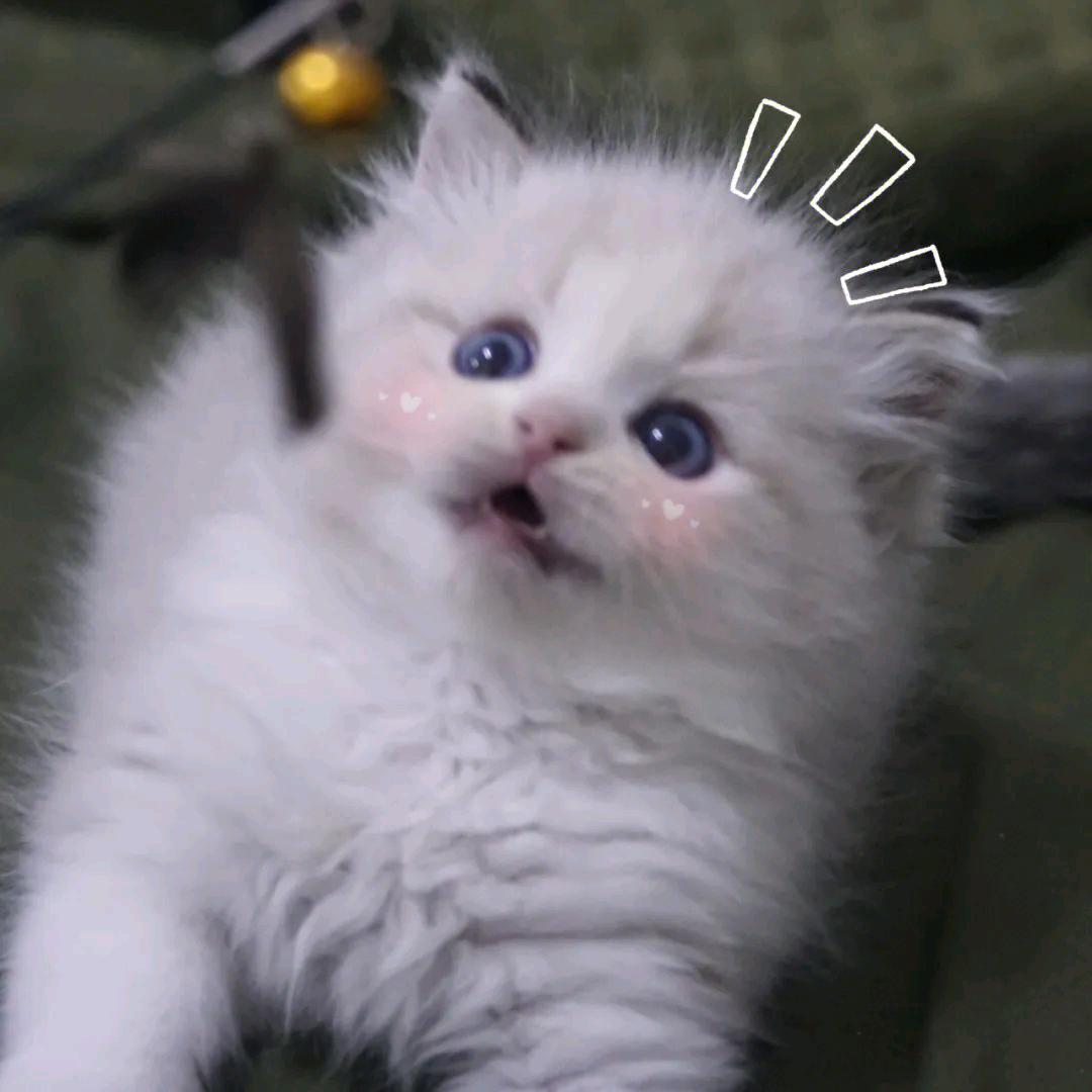 琅玥霃霜