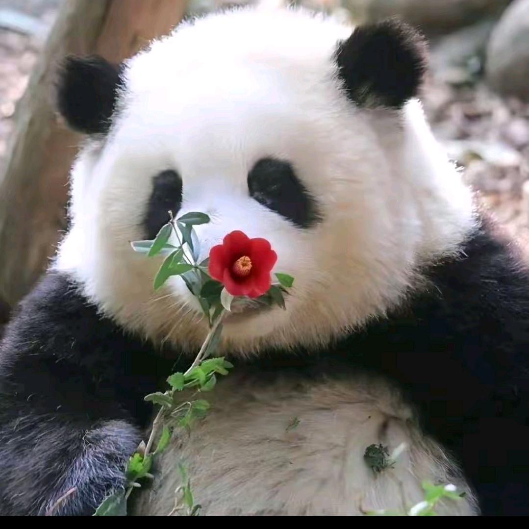 五月花
