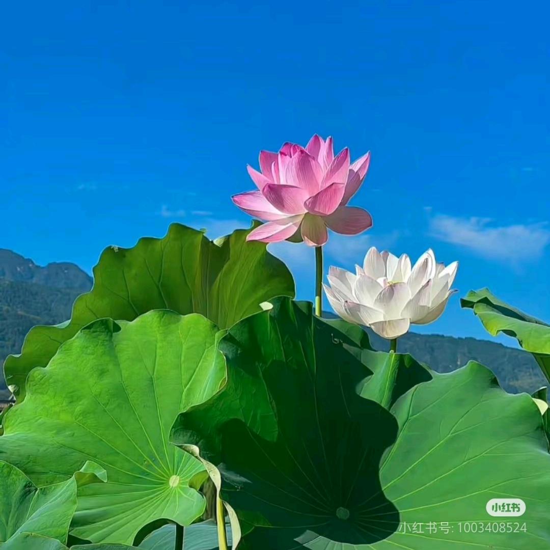 是满月啊