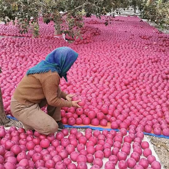 静宁苹果勤蕊