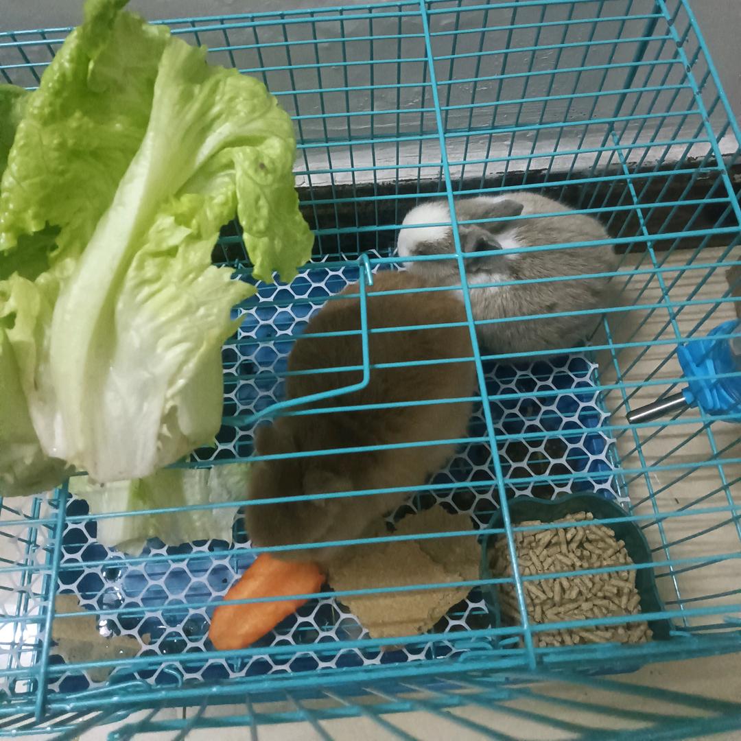 小靬