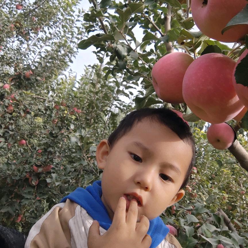 阿克苏种苹果的潼潼爸爸