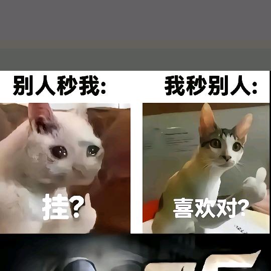 CF蓝猫