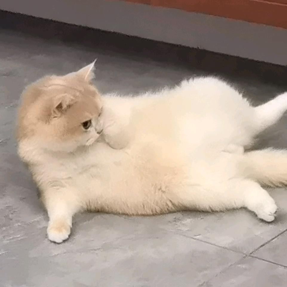 明星猫:有钱