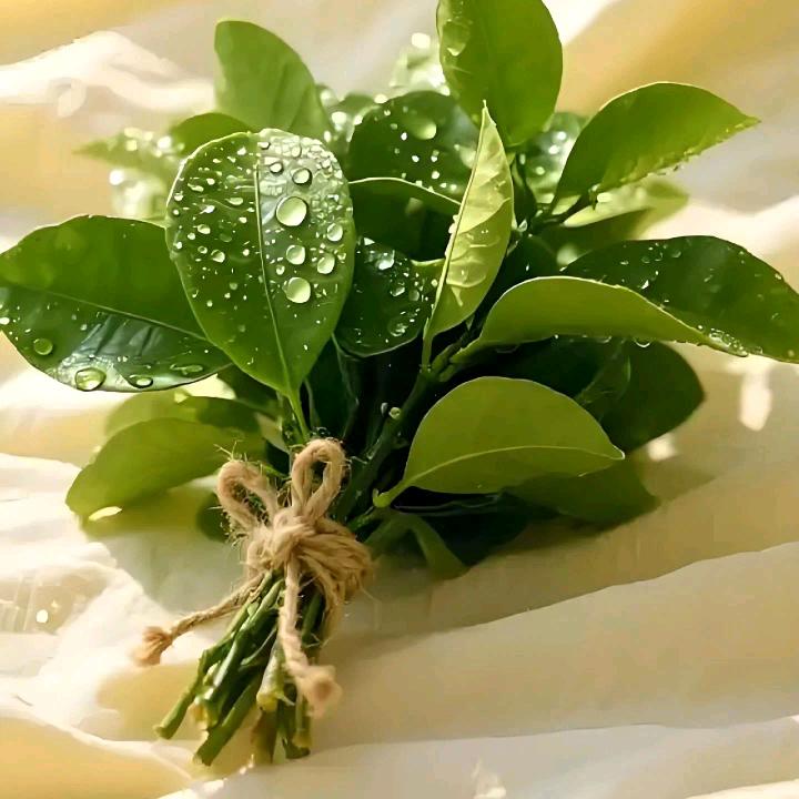 🍒🍑布偶猫🍑🍒