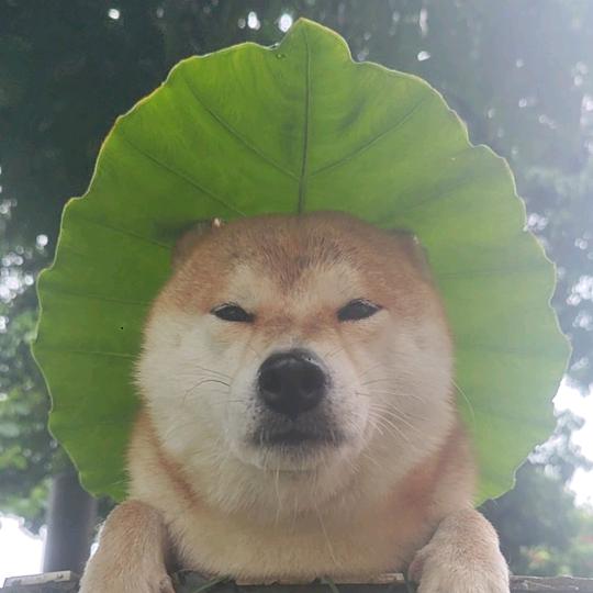 二狗记