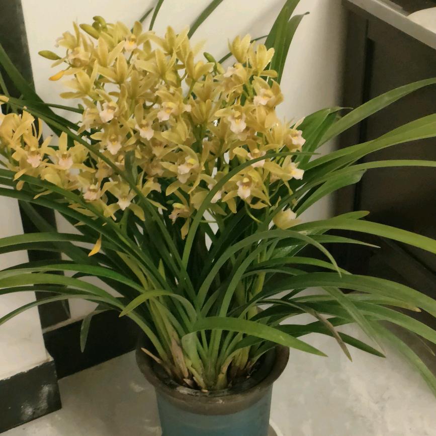 丽🌷🌷🌷