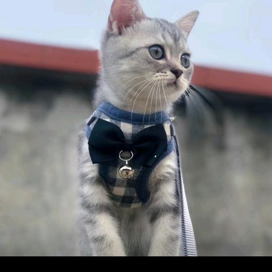 李春阳