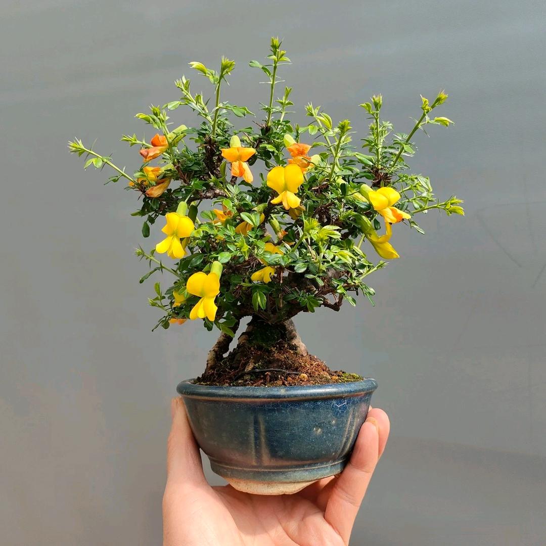 新泽花园🇨🇳