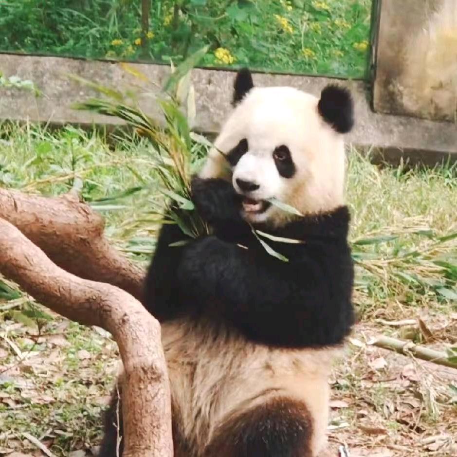 玖儿