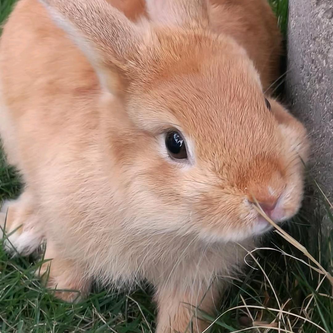 卡莫瓯刘总的直播号