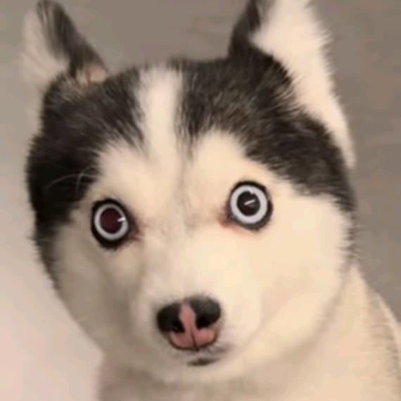 修勾哈基米🐕