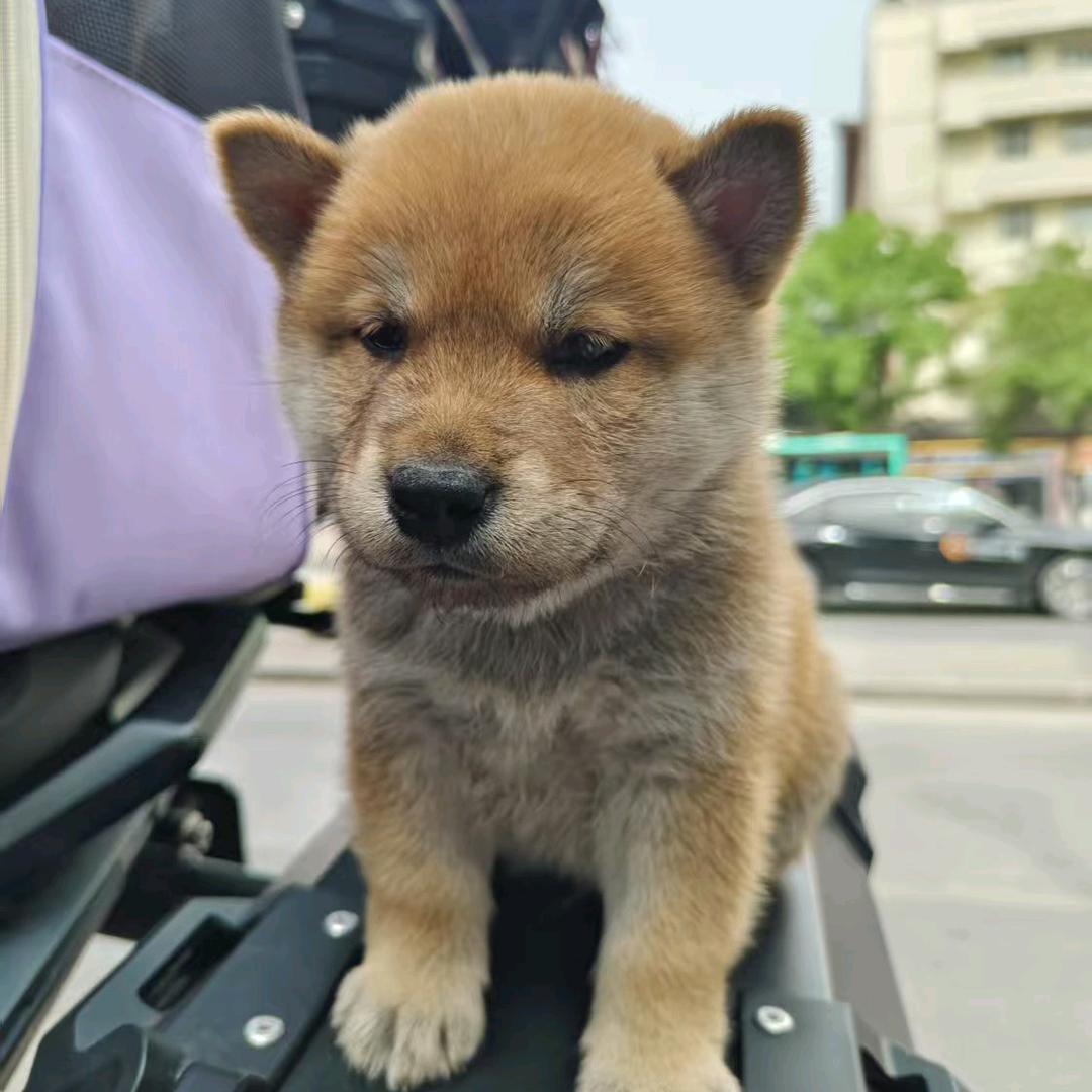 胖墩🐶