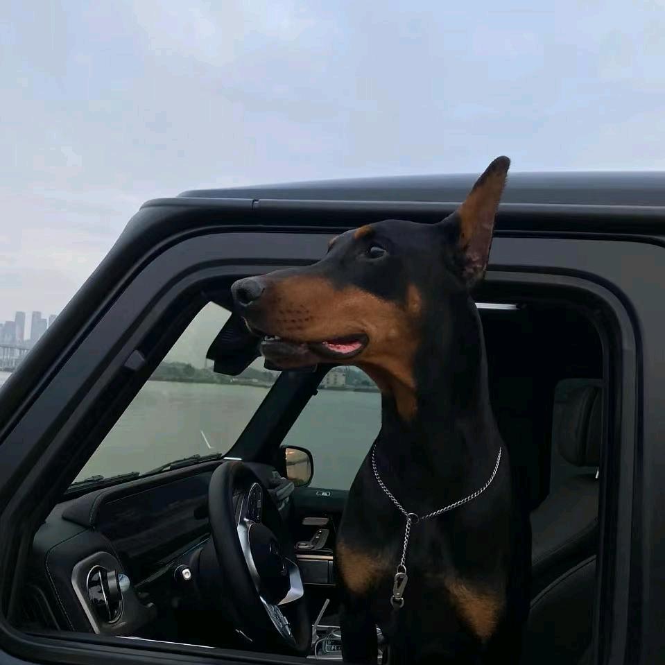 星城宠咔商贸用品