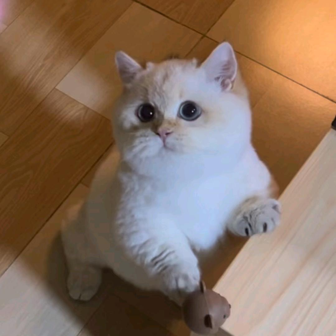 人间小太☀阳ᰔ