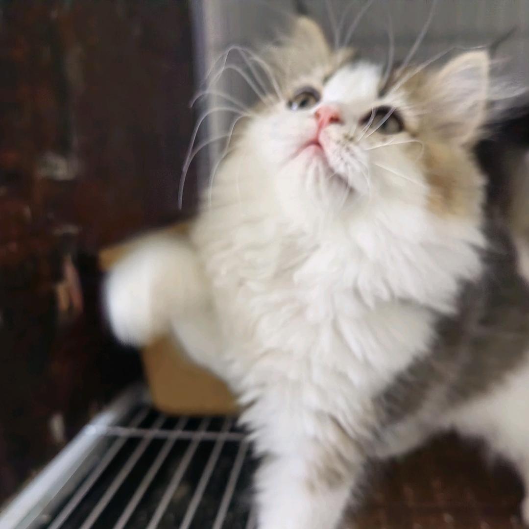 猫🐈咪