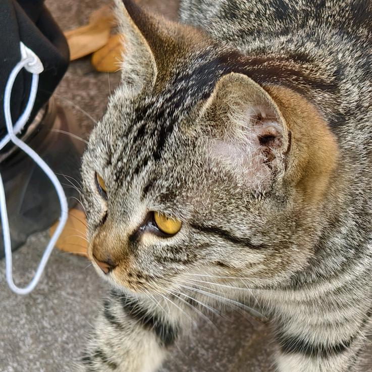 嘟嘟嘟财神显灵