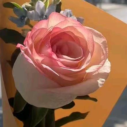 心愿🌹