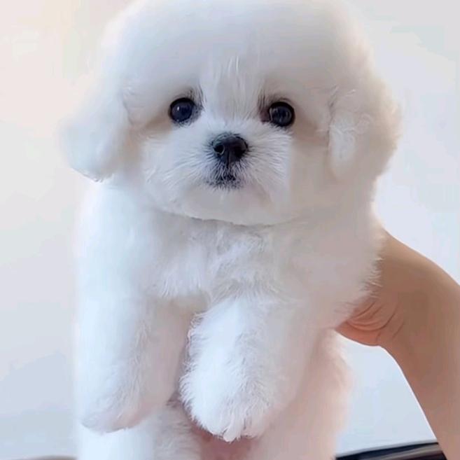 豆包好乖