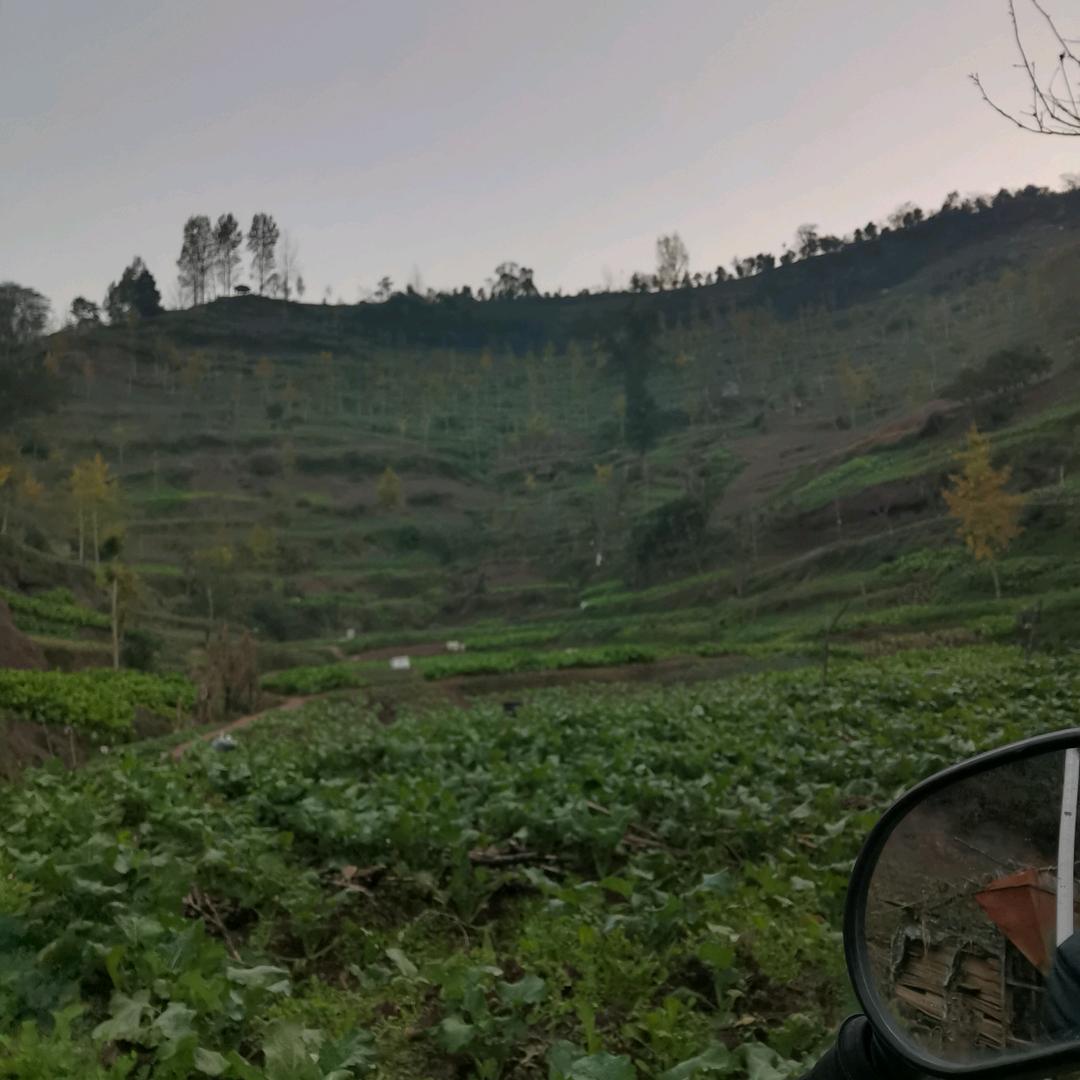 足球青花鱼姗姗