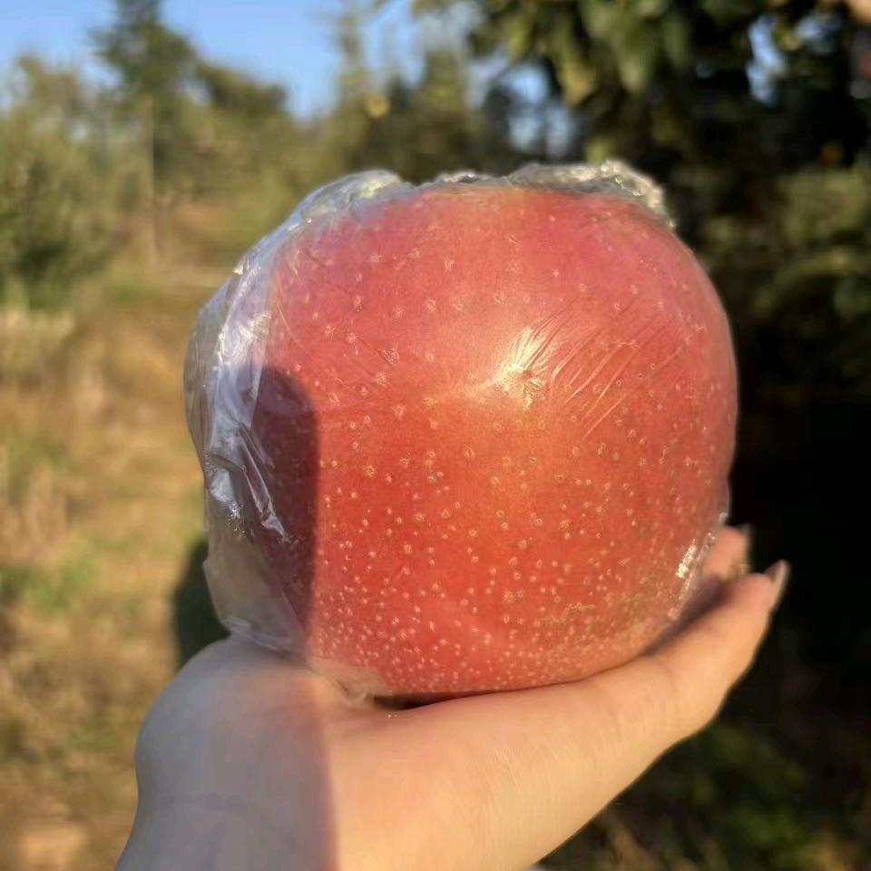 肉肉卖苹果🍎😅