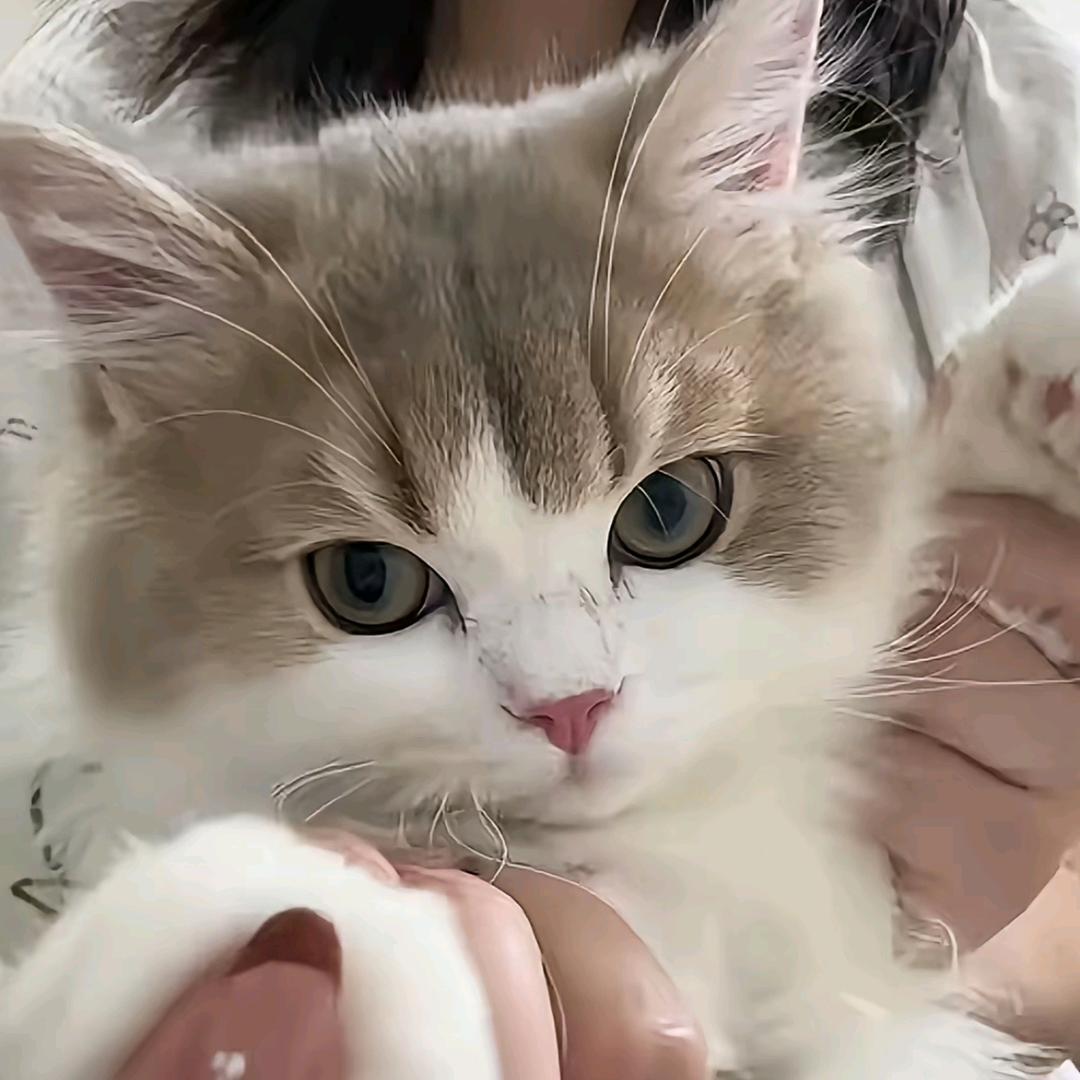 辣椒炒几蛋
