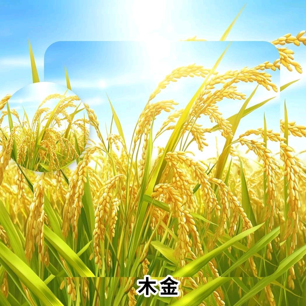 五指山风光美