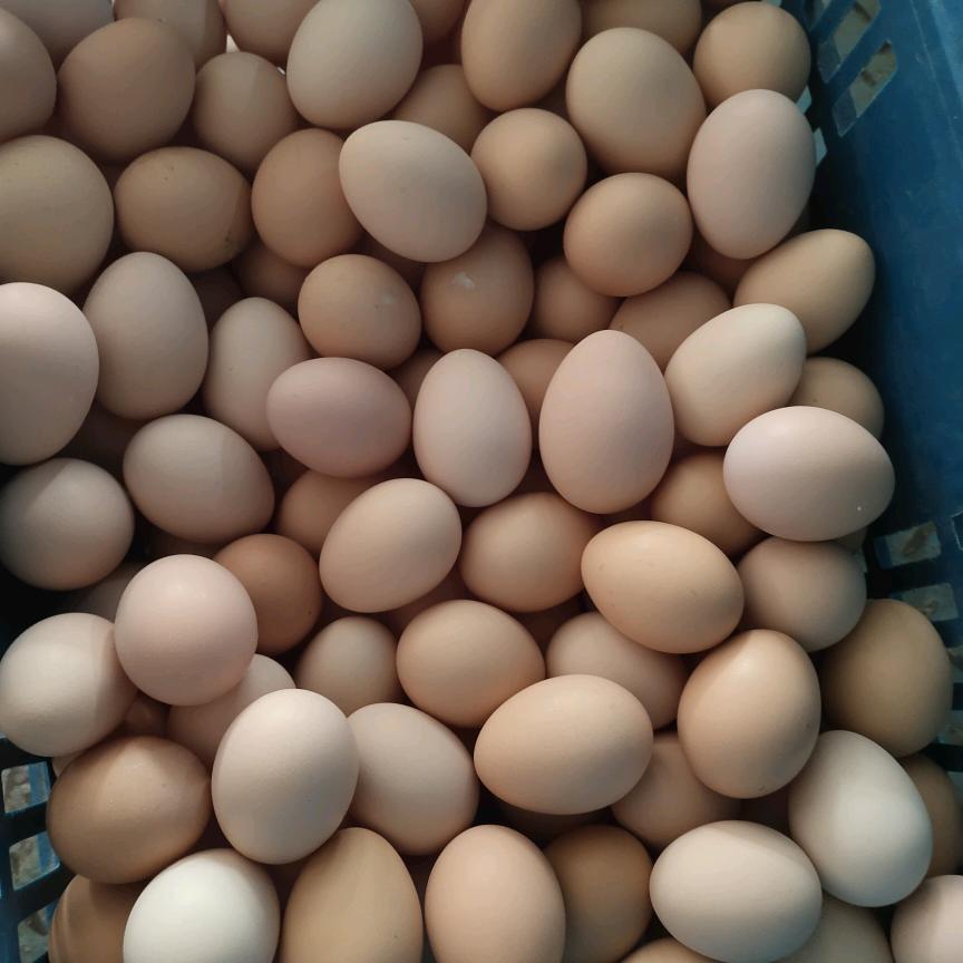 鸡蛋批发洪利