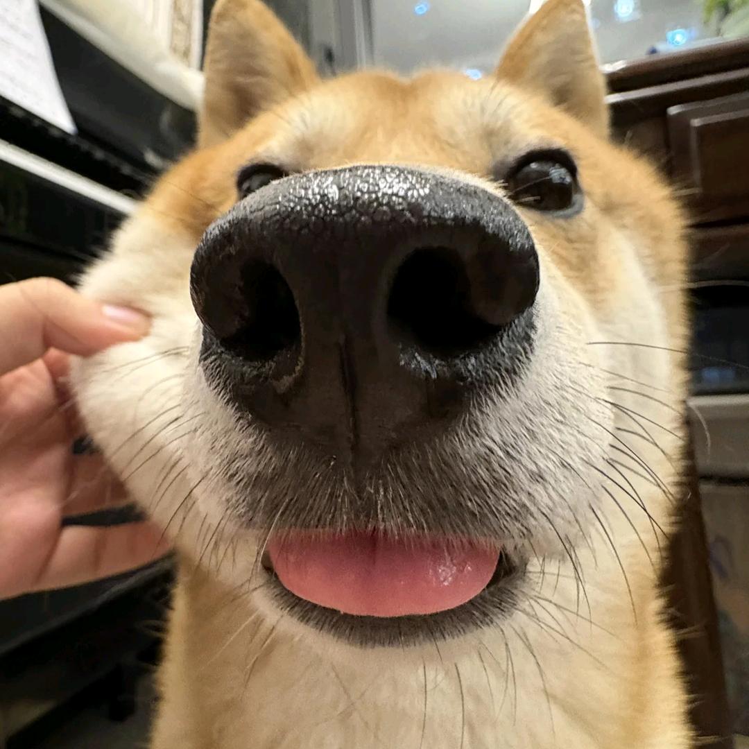 这个橙好香.