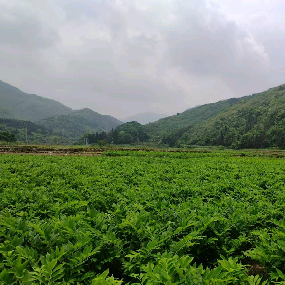 厚恩农场