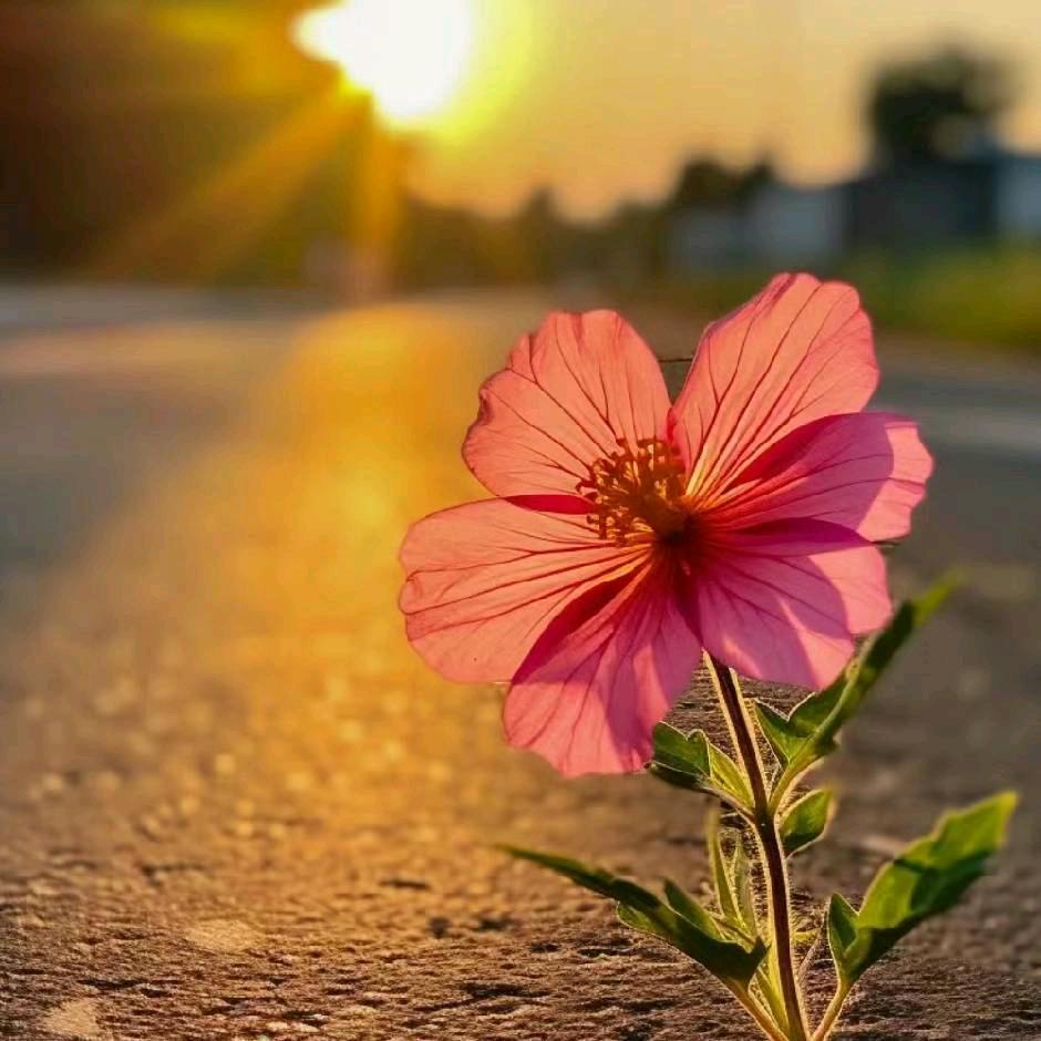 🌺🍀不想jiang道理🌼🌸