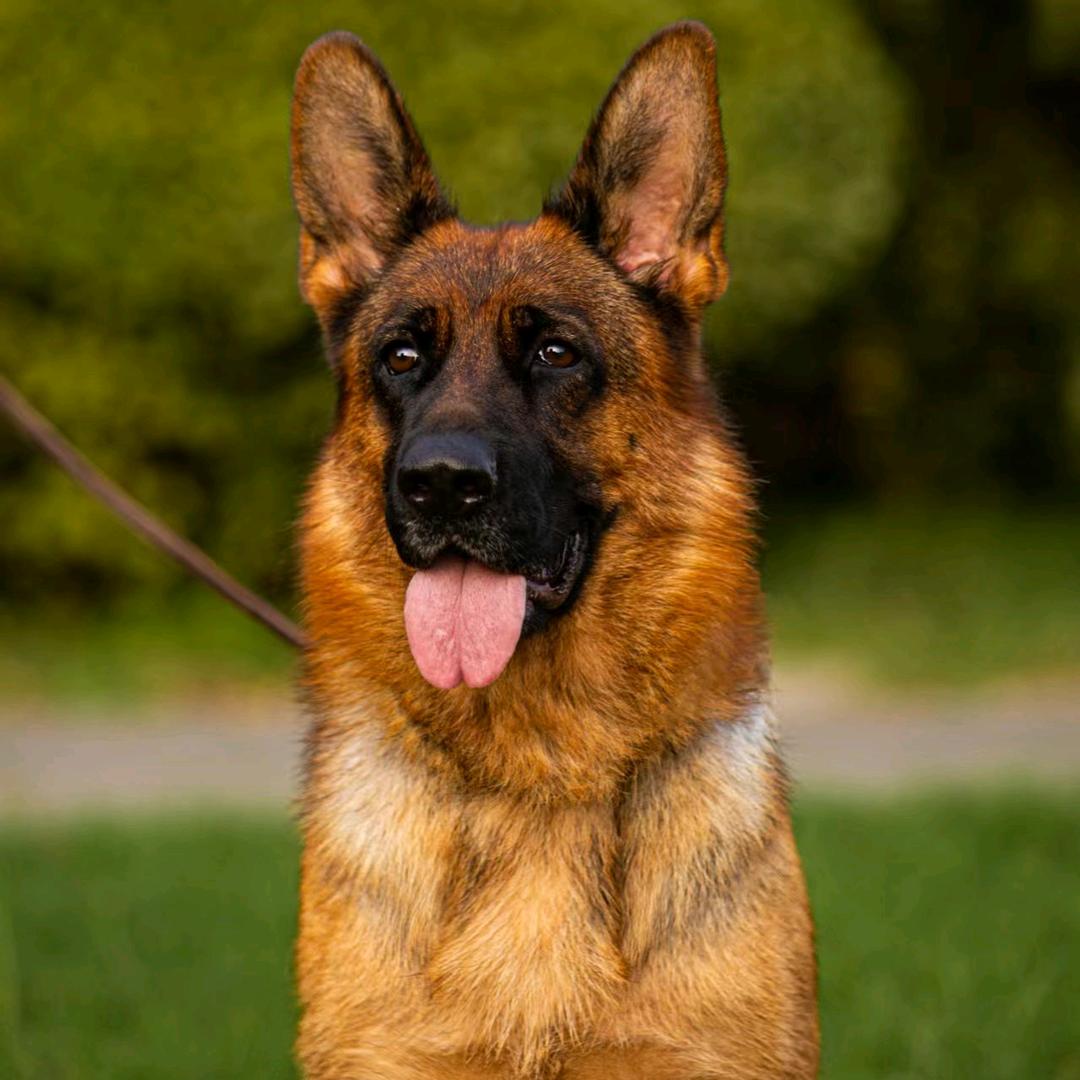 CSV爱腾犬舍