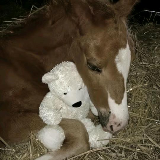 想给覆面一个家