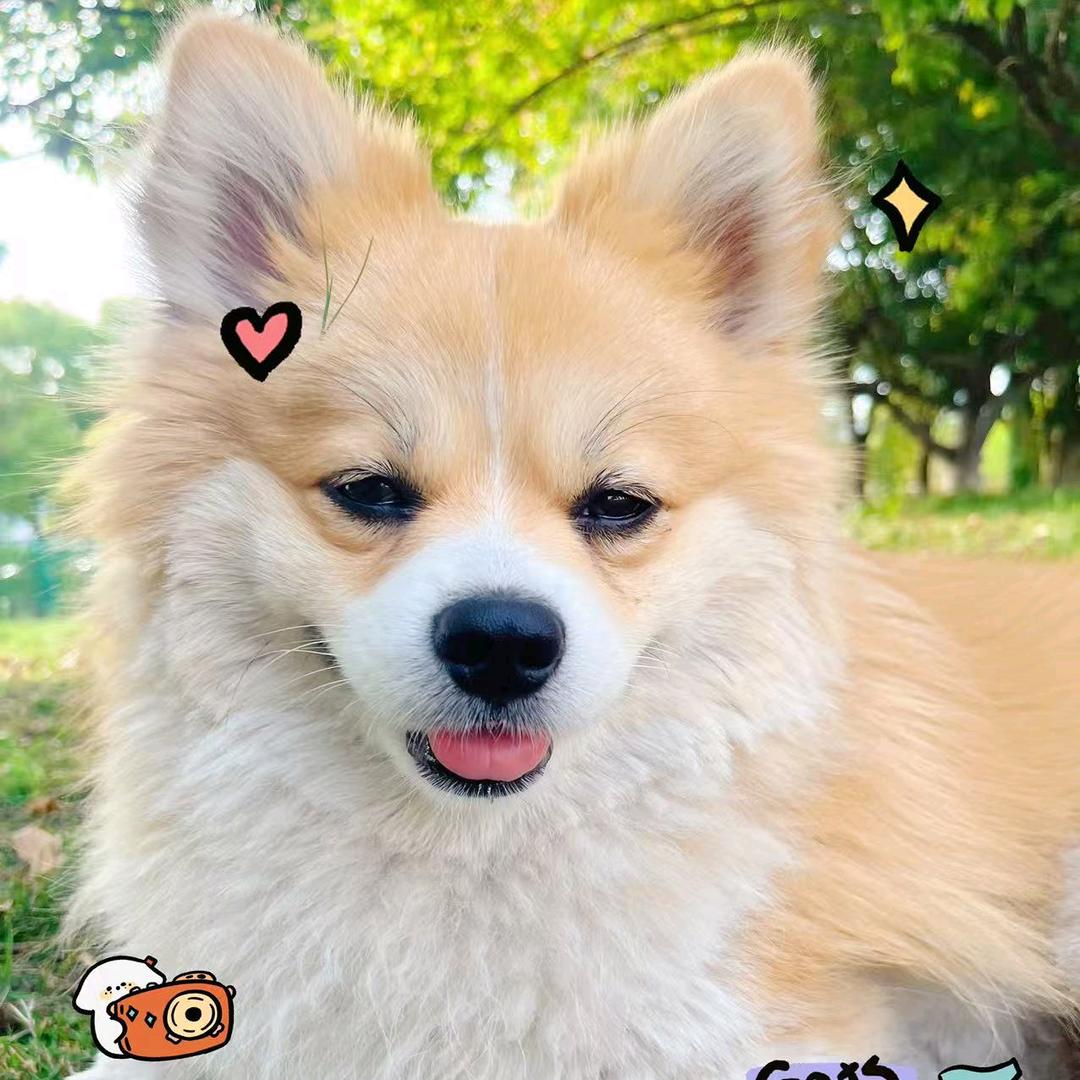 ♡༘༾半糖微甜♚༏