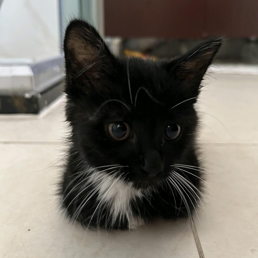 腿腿与猫老板