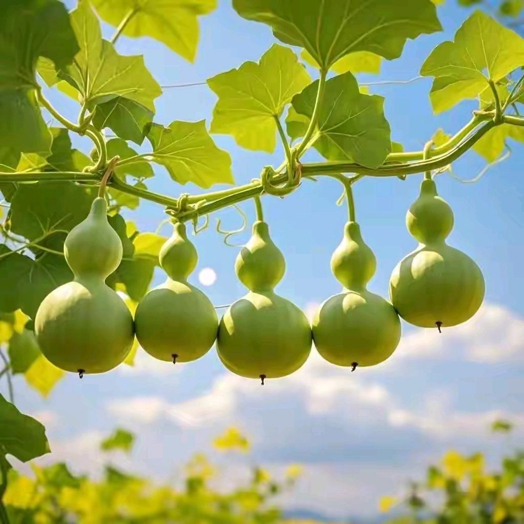 樱桃小哥