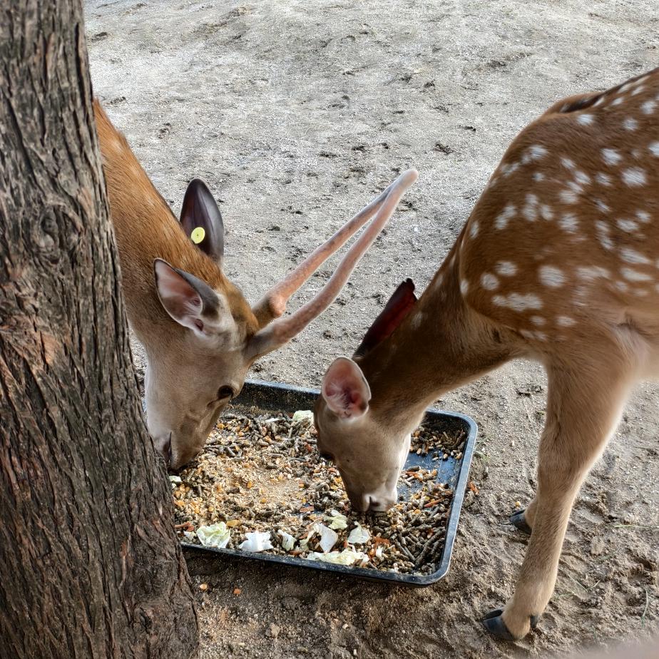 心愿∽❤️如愿≈❤️成真