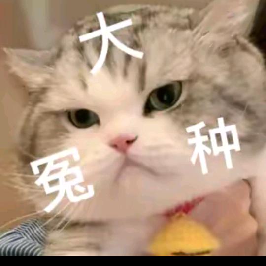 梅猫饼🐱