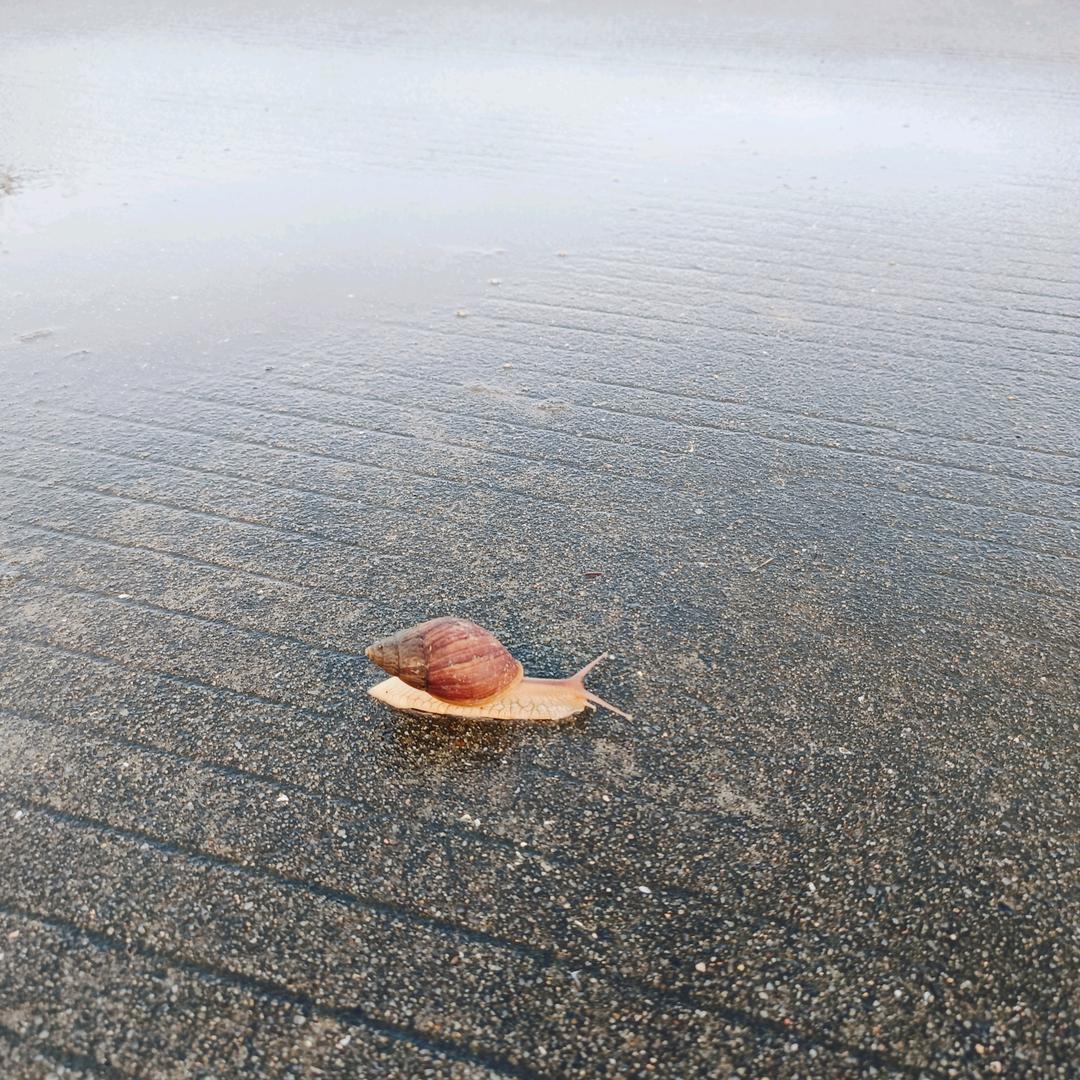 荼靡