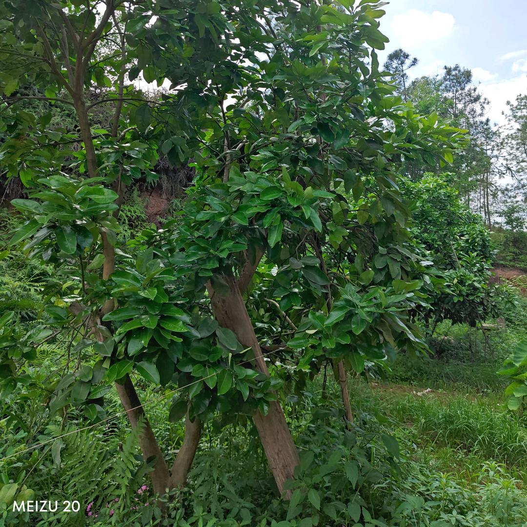 阿玛丽