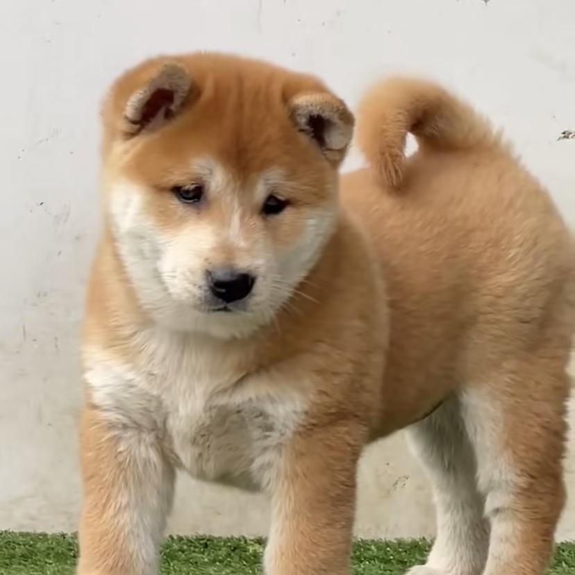 广西全哥田园犬