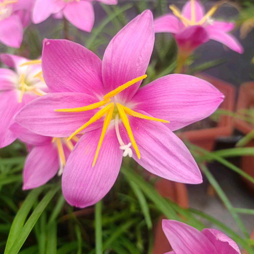 静待花开🌺
