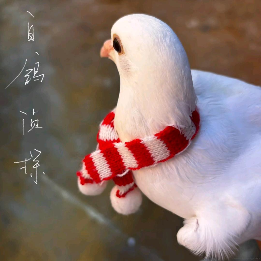 嘻嘻烊