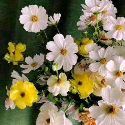 ⛵️⁶³⁰  花自芬芳