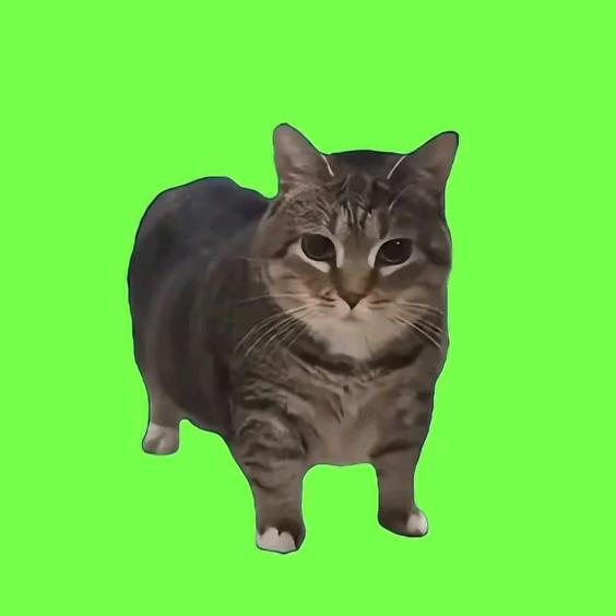 oiiai旋转猫