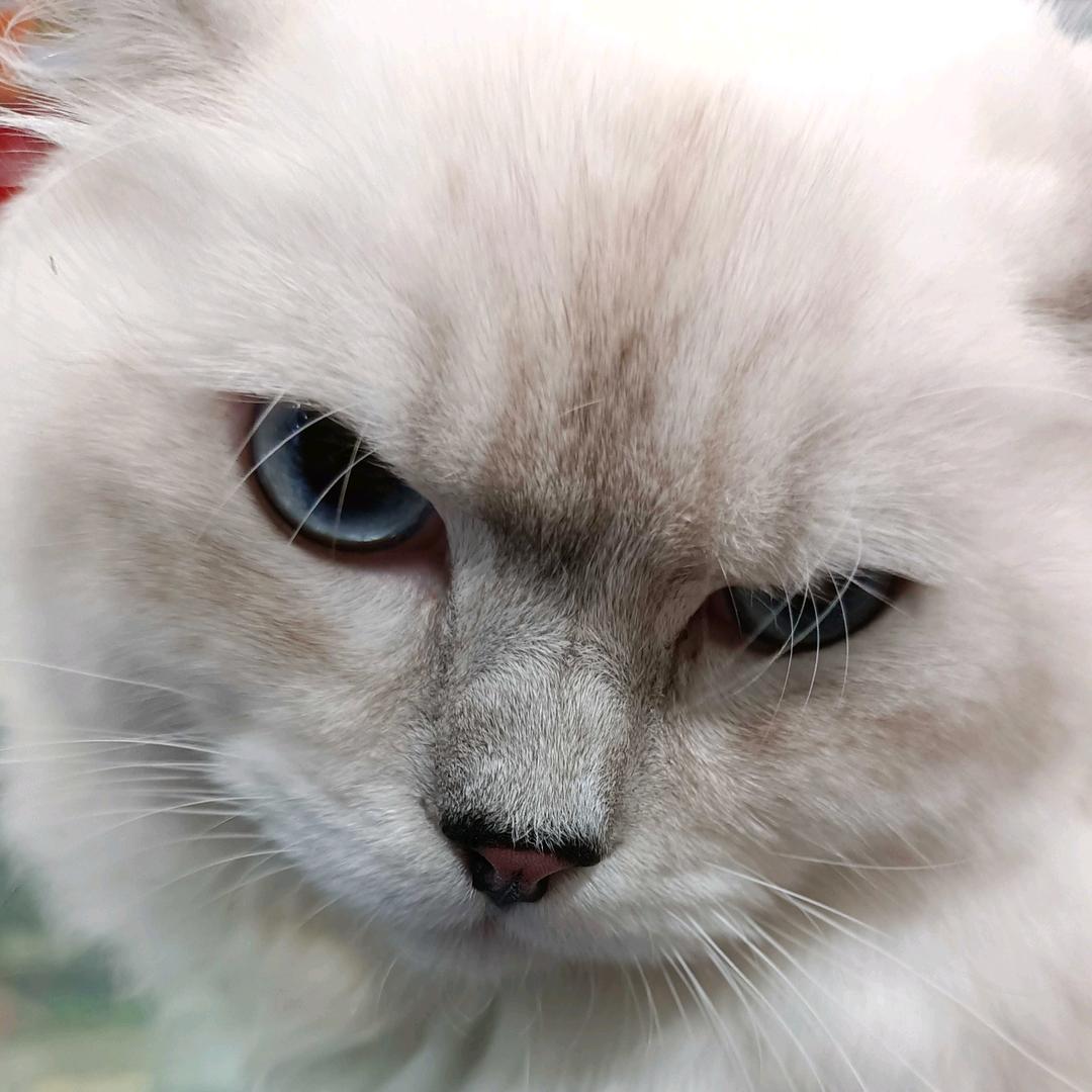 静候葡萄成熟时