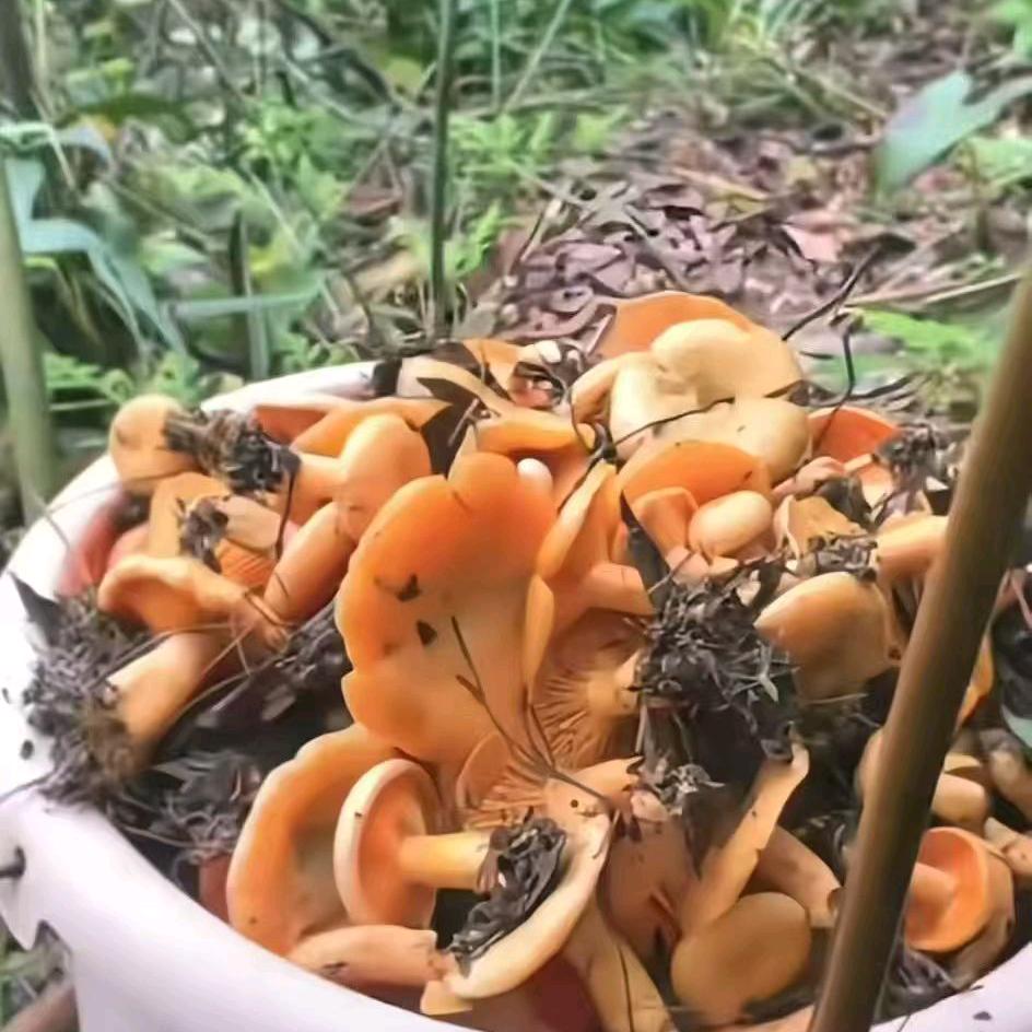蓝姐