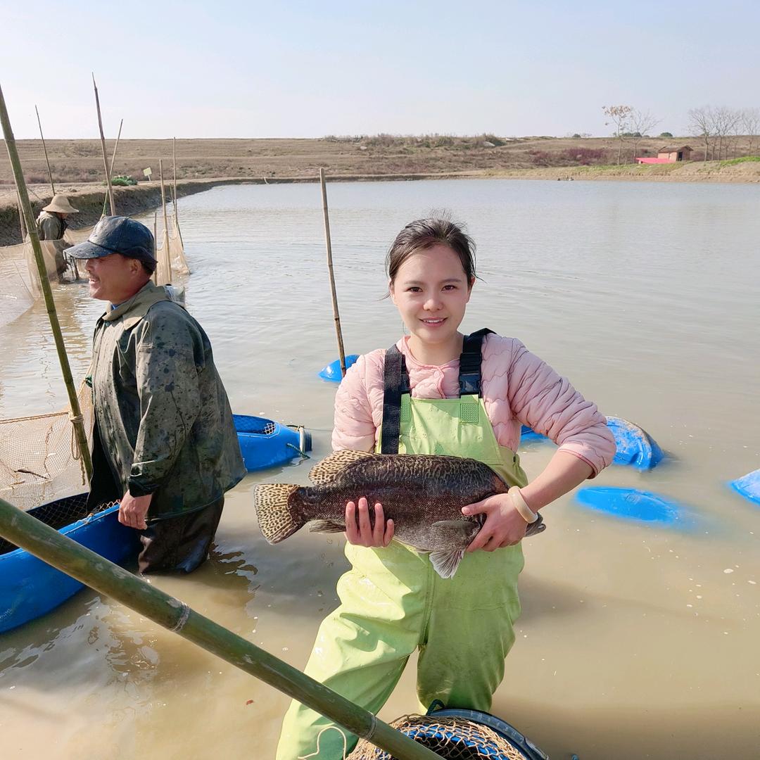 常德兴达本地鳜鱼丹丹