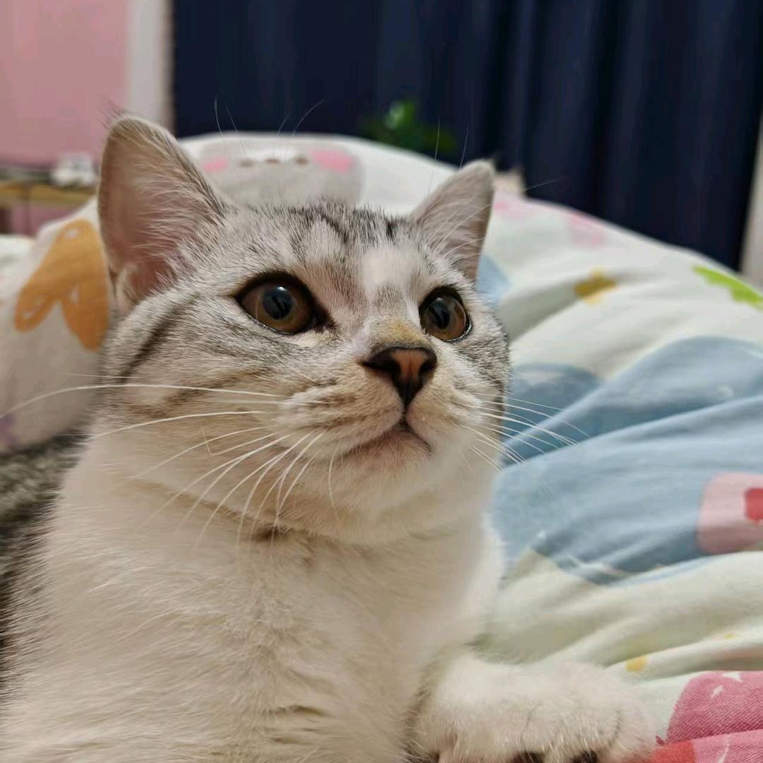 张小咪