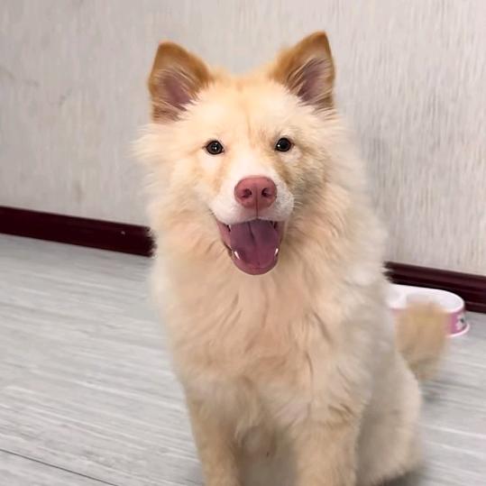 小财家土松犬舍